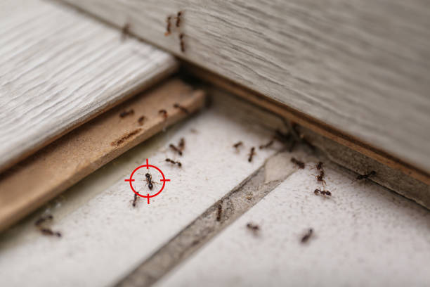 Best Ant Control Services  in Diamond, IL