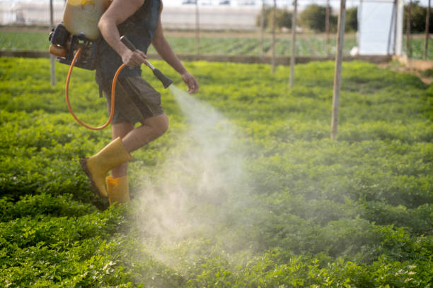 Best Local Pest Control Services  in Diamond, IL
