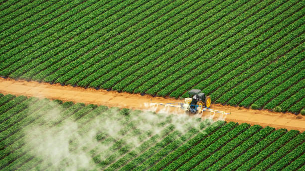 Best Termite Control Services  in Diamond, IL